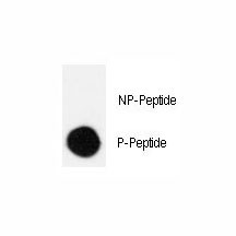 Anti-phospho-CRK (Ser41)