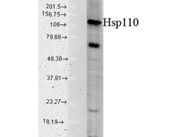 Anti-Hsp110