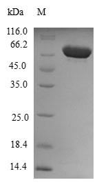 Cytoplasmic dynein 2 light intermediate chain 1 (DYNC2LI1), human, recombinant