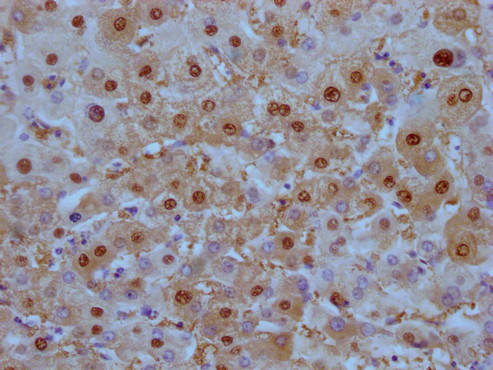 Anti-ARG1 Monoclonal