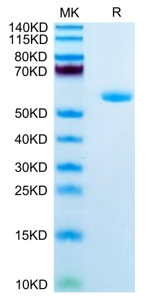 Human APOA1 Protein