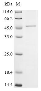 G-protein coupled receptor 182 (GPR182), human, recombinant