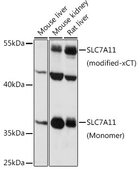 Anti-SLC7A11