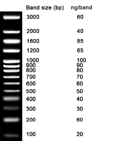 NZYDNA Ladder VII, 100-3000 bp