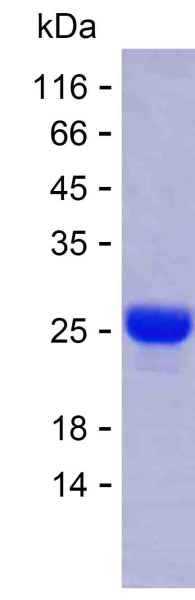 BCL2 (human), recombinant protein