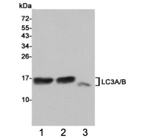 Anti-LC3A/B, clone 3E9-E5-C9