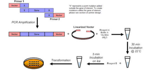 Fast and Efficient Mutagenesis Kit with Competent Cells