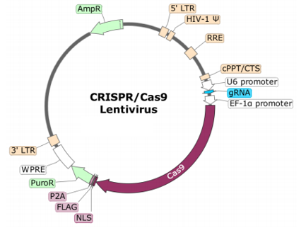 CD5 (Human) CRISPR/Cas9 Lentivirus (Non-Integrating)