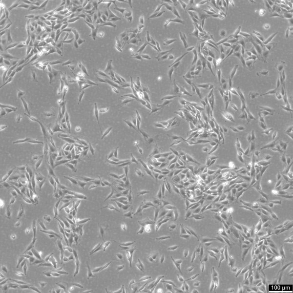 L6 Cells