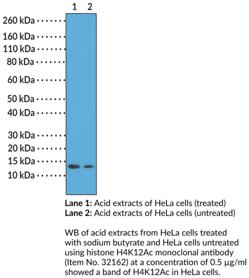Anti-Histone H4K12Ac Monoclonal Antibody (RM202)