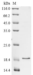 Brevican core protein (Bcan), partial, rat, recombinant