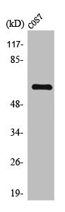 Anti-THAP4