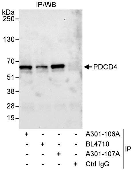 Anti-PDCD4