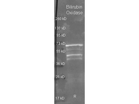 Anti-Bilirubin Oxidase (Myrothecium Verrucaria)