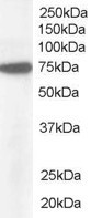 Anti-Pericentrin 1 / NUP85, C-terminal