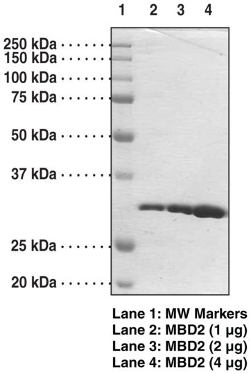 MBD2 (human recombinant, methyl binding domain aa 150-220)