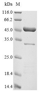 Gamma-hemolysin component C (hlgC), Staphylococcus aureus, recombinant