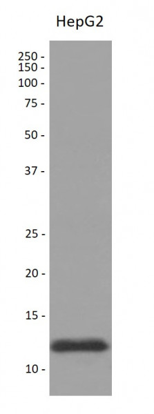 Anti-TRX / Thioredoxin