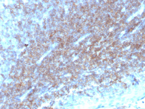 Anti-CD48 (Pan Leukocyte Marker), clone CD48/4784