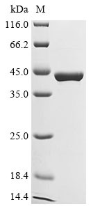 L-serine dehydratase/L-threonine deaminase (SDS), human, recombinant