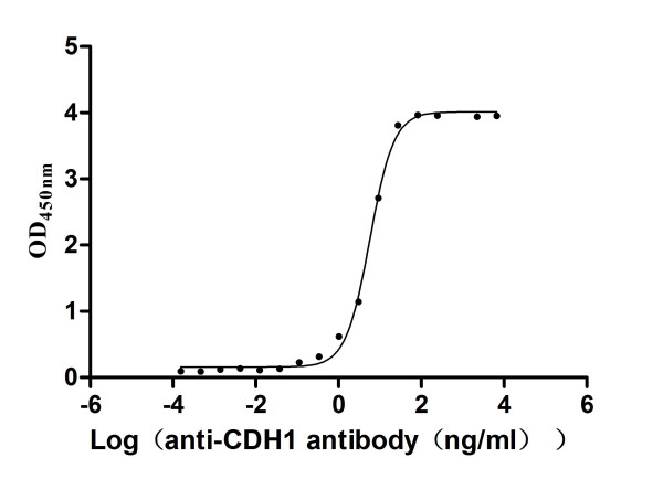 Anti-CDH1, recombinant clone 10H4