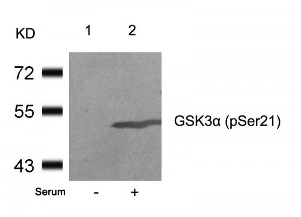 Anti-phospho-GSK3 alpha (Ser21)