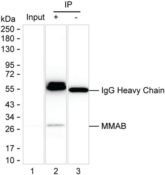 Anti-MMAB