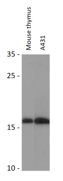 Anti-RPL27