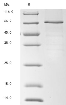 Complement factor I (Cfi), mouse, recombinant