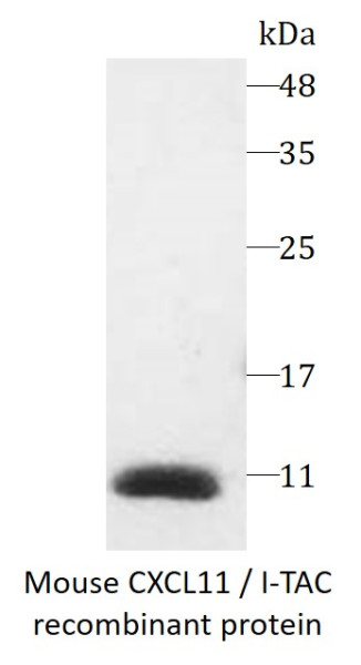 Mouse CXCL11 / I-TAC recombinant protein (Active) (His-tagged)