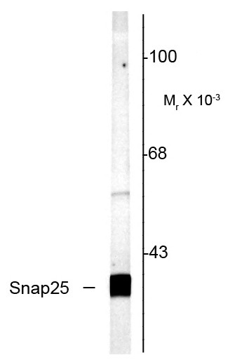 Anti-SNAP25