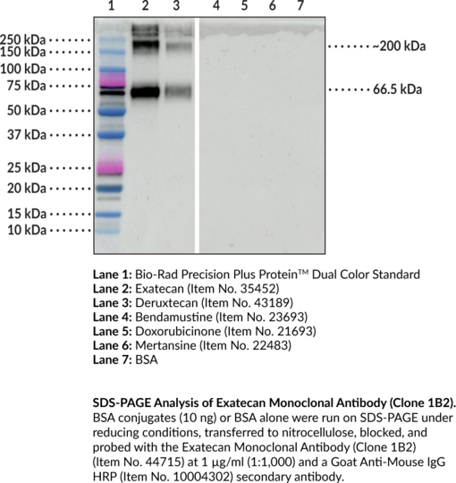 Anti-Exatecan (Clone 1B2)