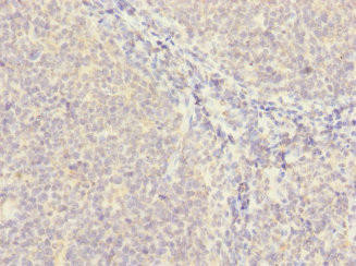 Anti-MS4A4A