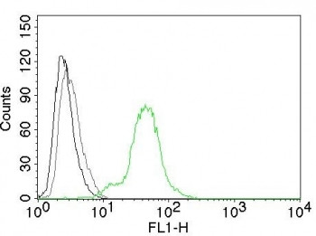 Anti-Estrogen Receptor beta, clone ERb455