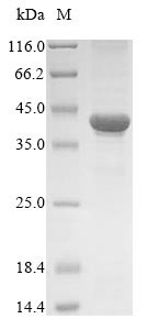 Thioredoxin domain-containing protein 5 (TXNDC5), human, recombinant