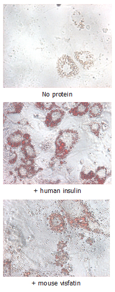 Nampt (Visfatin/PBEF) (mouse, rec.) (His)