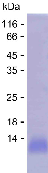 Recombinant Human WFDC13 Protein