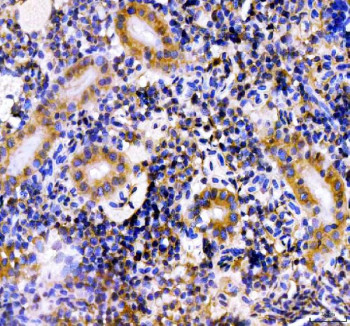 Anti-Zebrafish Hsd3b1