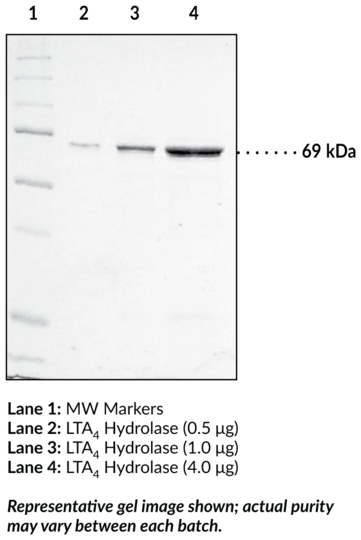 Leukotriene A4 Hydrolase (human, recombinant)