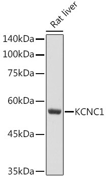 Anti-KCNC1