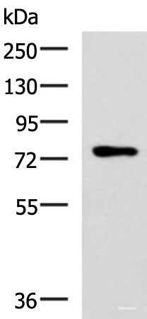 Anti-L3MBTL2