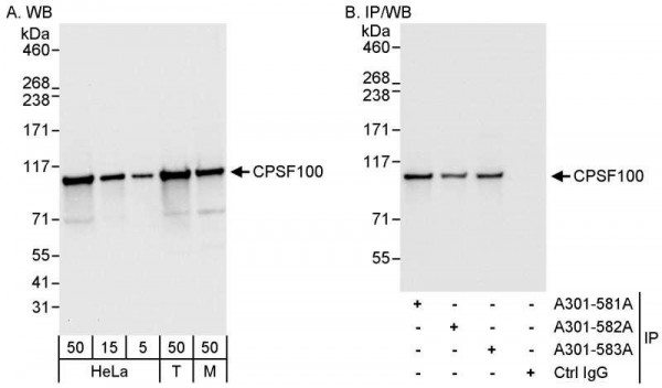 Anti-CPSF100