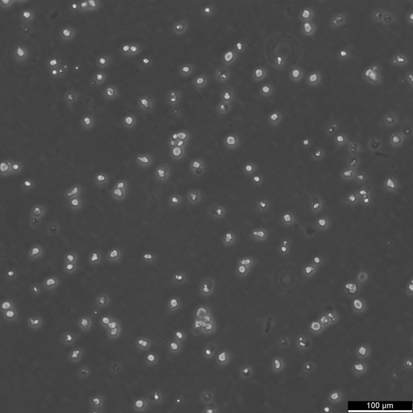 KU812 Cells