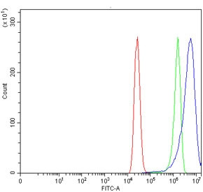 Anti-DCT / L-dopachrome tautomerase / TYRP2