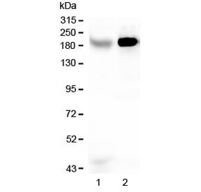 Anti-RRBP1 / Ribosome binding protein 1