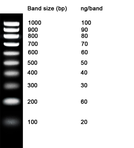 NZYDNA Ladder V, 100-1000 bp