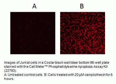 Cell Meter(TM) Phosphatidylserine Apoptosis Assay Kit *Deep Red Fluorescence*