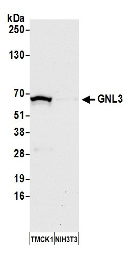 Anti-GNL3
