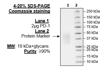 PD-1, Avi-His-Tag, Biotin-Labeled (Mouse)