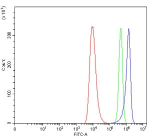 Anti-TPPP / Tubulin polymerization-promoting protein